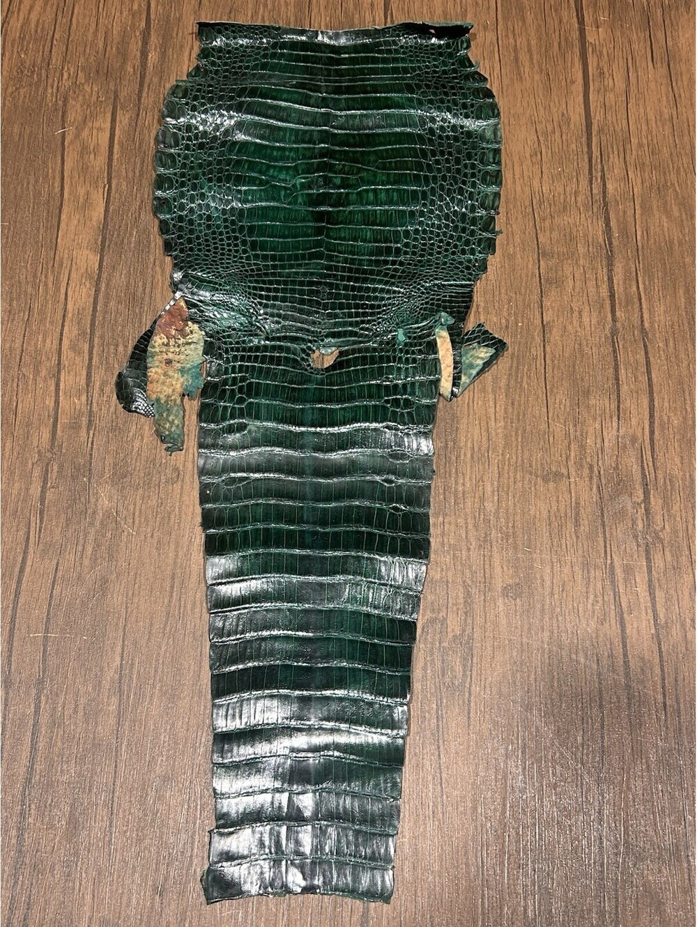 Vintage Curtiembre Lugo El Reptil Crocodilian Hide Uruguay Green Partial Skin